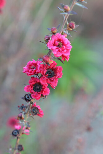 Leptospermum Scoparium 'Beadride Rose'